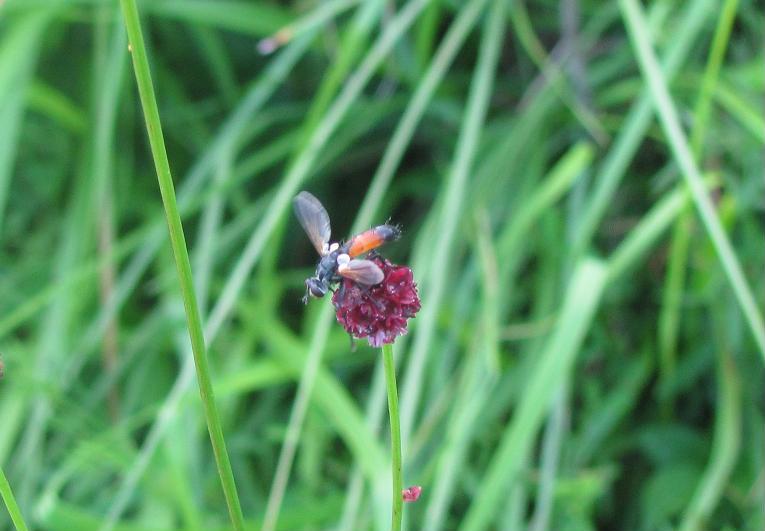 Cylindromyia sp. (Tachinidae)